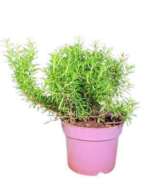 Rosmarinus "Ginger Rosemary" 17cmPot