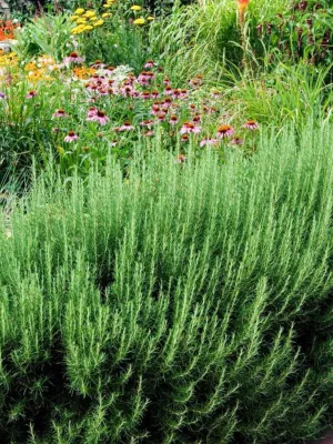 Rosmarinus "Ginger Rosemary" 17cmPot