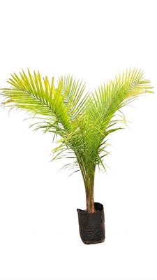 Ravenea Rivularis "Majesty Palm" 20Liter