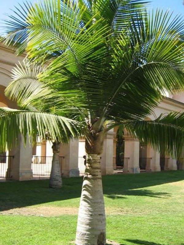 Ravenea Rivularis "Majesty Palm" 20Liter