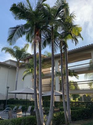 Archontophoenix Cunninghamiana "Seaforthia Palm"2-3Meters High 40Liter