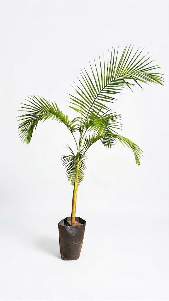 Archontophoenix Cunninghamiana "Seaforthia Palm"2-3Meters High 40Liter