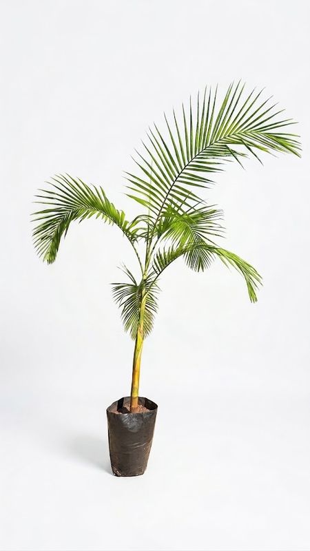 Archontophoenix Cunninghamiana "Seaforthia Palm"2-3Meters High 40Liter