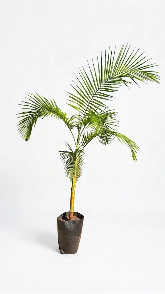 Archontophoenix Cunninghamiana "Seaforthia Palm"2-3Meters High 40Liter