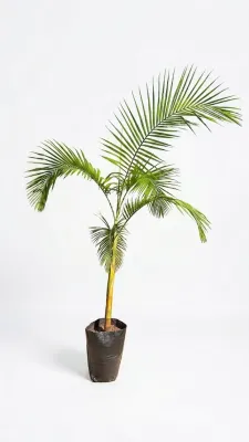 Archontophoenix Cunninghamiana "Seaforthia Palm"2-3Meters High 40Liter