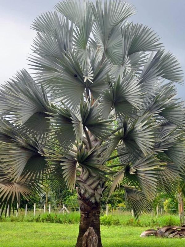 Bismarckia Nobilis "Silver Bismarckia Palm" 20Liter