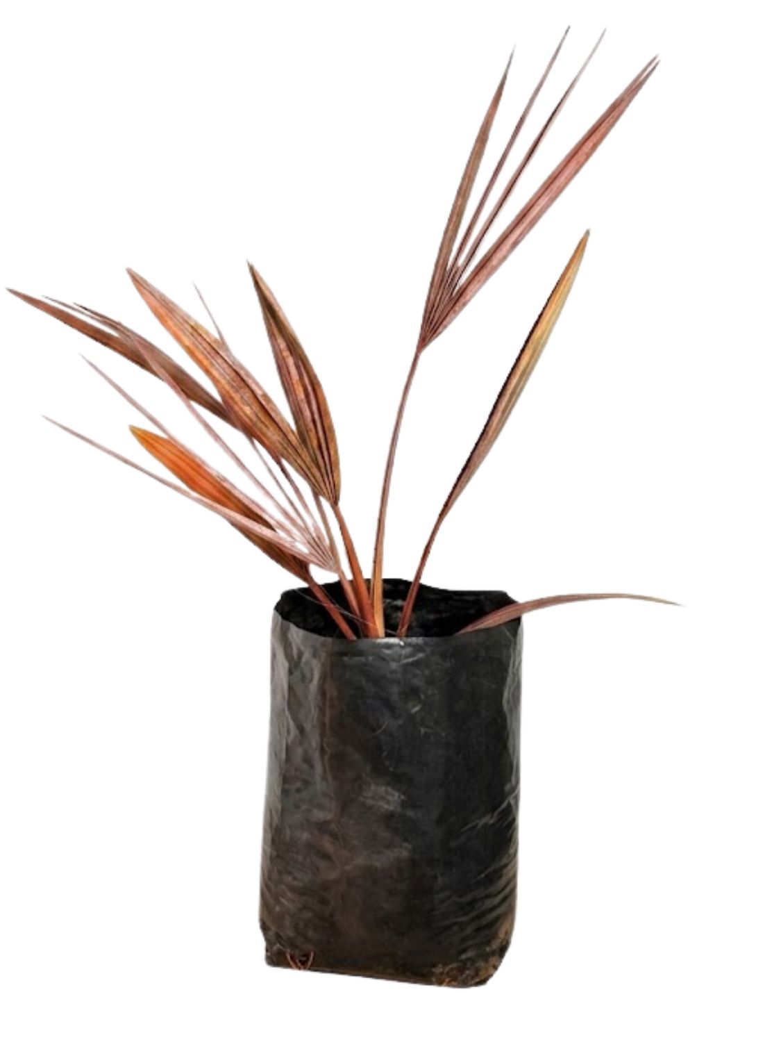 Bismarckia Nobilis "Silver Bismarckia Palm" 20Liter