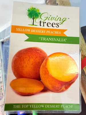 Prunus Persica Transvalia "Yellow Dessert Peach" 10Liter