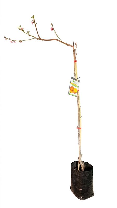 Prunus Persica Transvalia "Yellow Dessert Peach" 10Liter