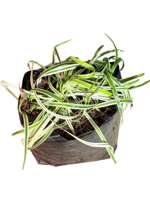 Lirope Spicata Variegated "Silver Dragon Lilyturf" 3Liters