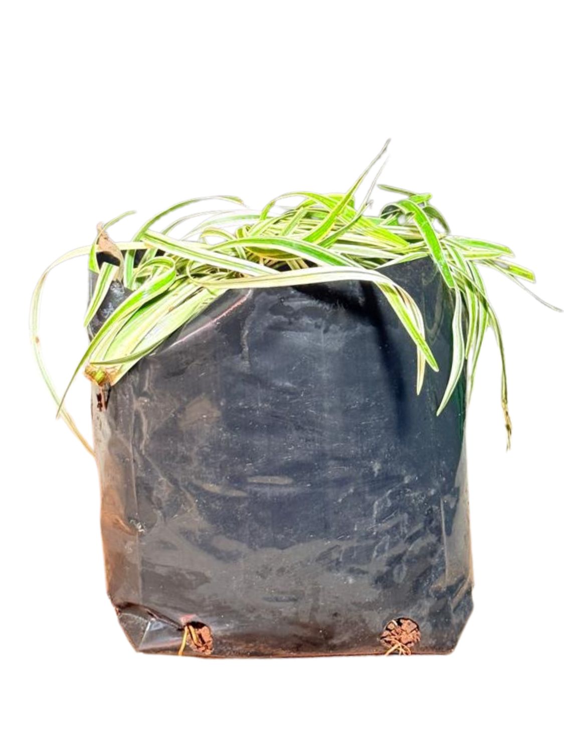 Lirope Spicata Variegated "Silver Dragon Lilyturf" 3Liters