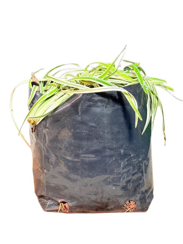 Lirope Spicata Variegated "Silver Dragon Lilyturf" 3Liters