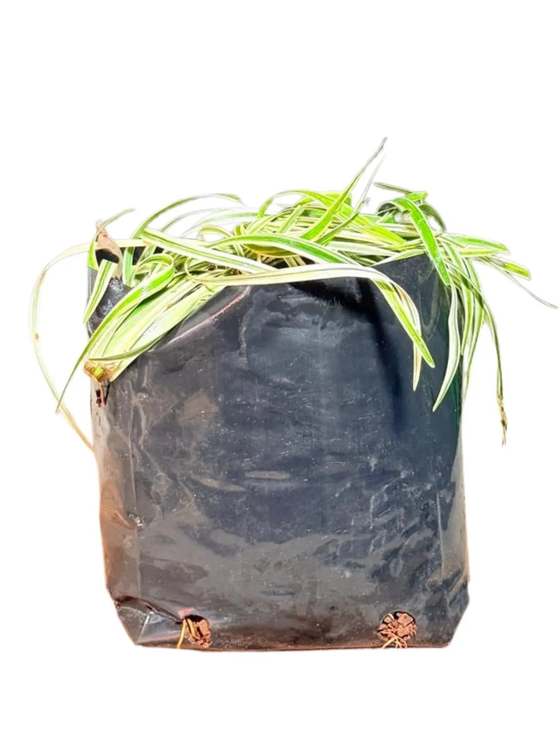 Lirope Spicata Variegated "Silver Dragon Lilyturf" 3Liters
