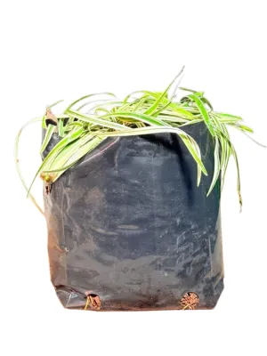 Lirope Spicata Variegated "Silver Dragon Lilyturf" 3Liters