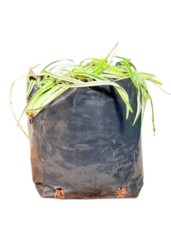 Lirope Spicata Variegated "Silver Dragon Lilyturf" 3Liters