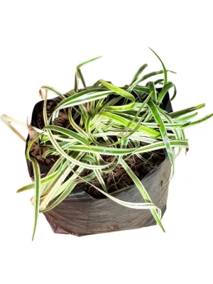 Lirope Spicata Variegated "Silver Dragon Lilyturf" 3Liters
