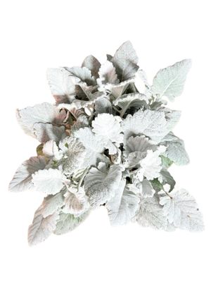 Senecio Cineraria "Silver Dust" 15cmPot