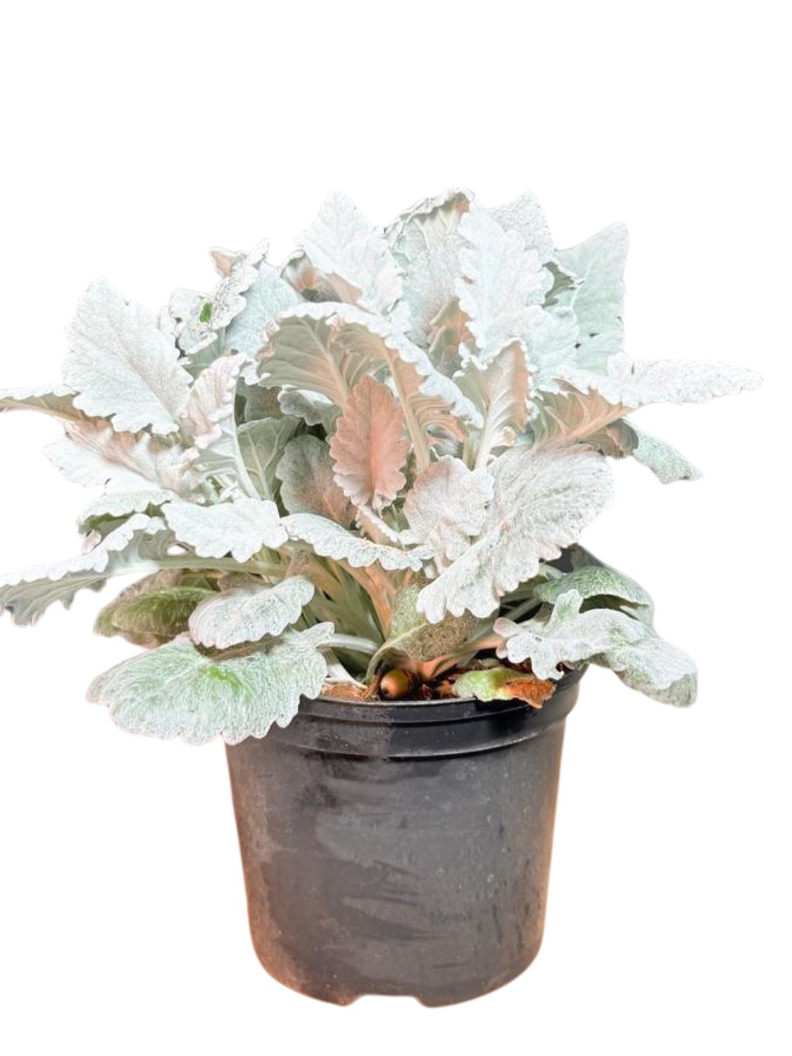 Senecio Cineraria "Silver Dust" 15cmPot