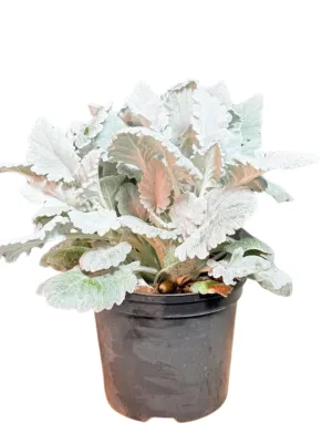Senecio Cineraria "Silver Dust" 15cmPot