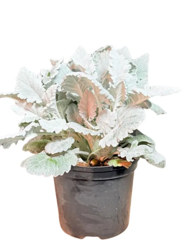 Senecio Cineraria "Silver Dust" 15cmPot