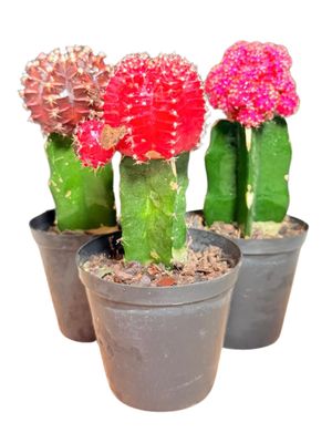 Gymnocalycium Mihanovichii "Grafted Moon Cactus" Mixed Colors 7.5cmPot