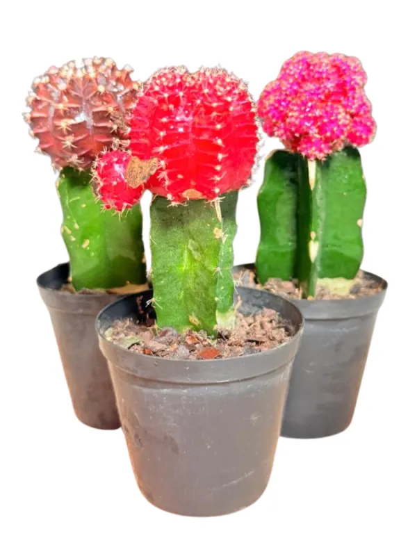 Gymnocalycium Mihanovichii "Grafted Moon Cactus" Mixed Colors 7.5cmPot