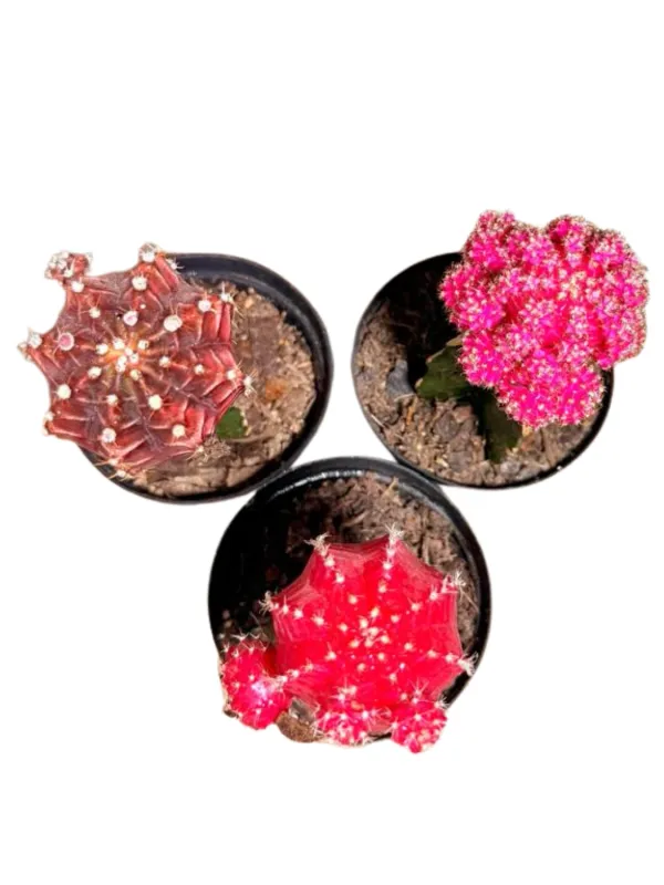 Gymnocalycium Mihanovichii "Grafted Moon Cactus" Mixed Colors 7.5cmPot