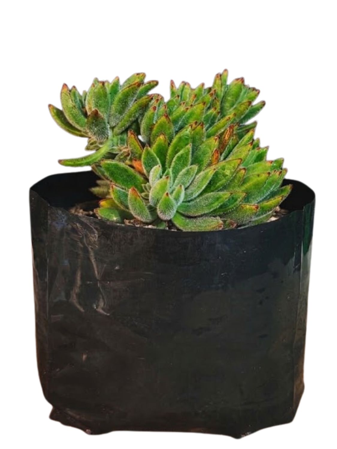Echeveria x Set Oliver "Hairy Echeveria" 15cmPot