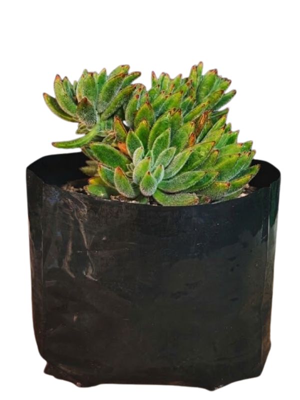 Echeveria x Set Oliver "Hairy Echeveria" 15cmPot