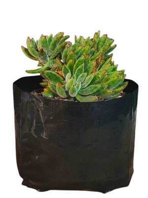 Echeveria x Set Oliver "Hairy Echeveria" 15cmPot