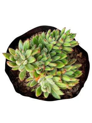 Echeveria x Set Oliver "Hairy Echeveria" 15cmPot