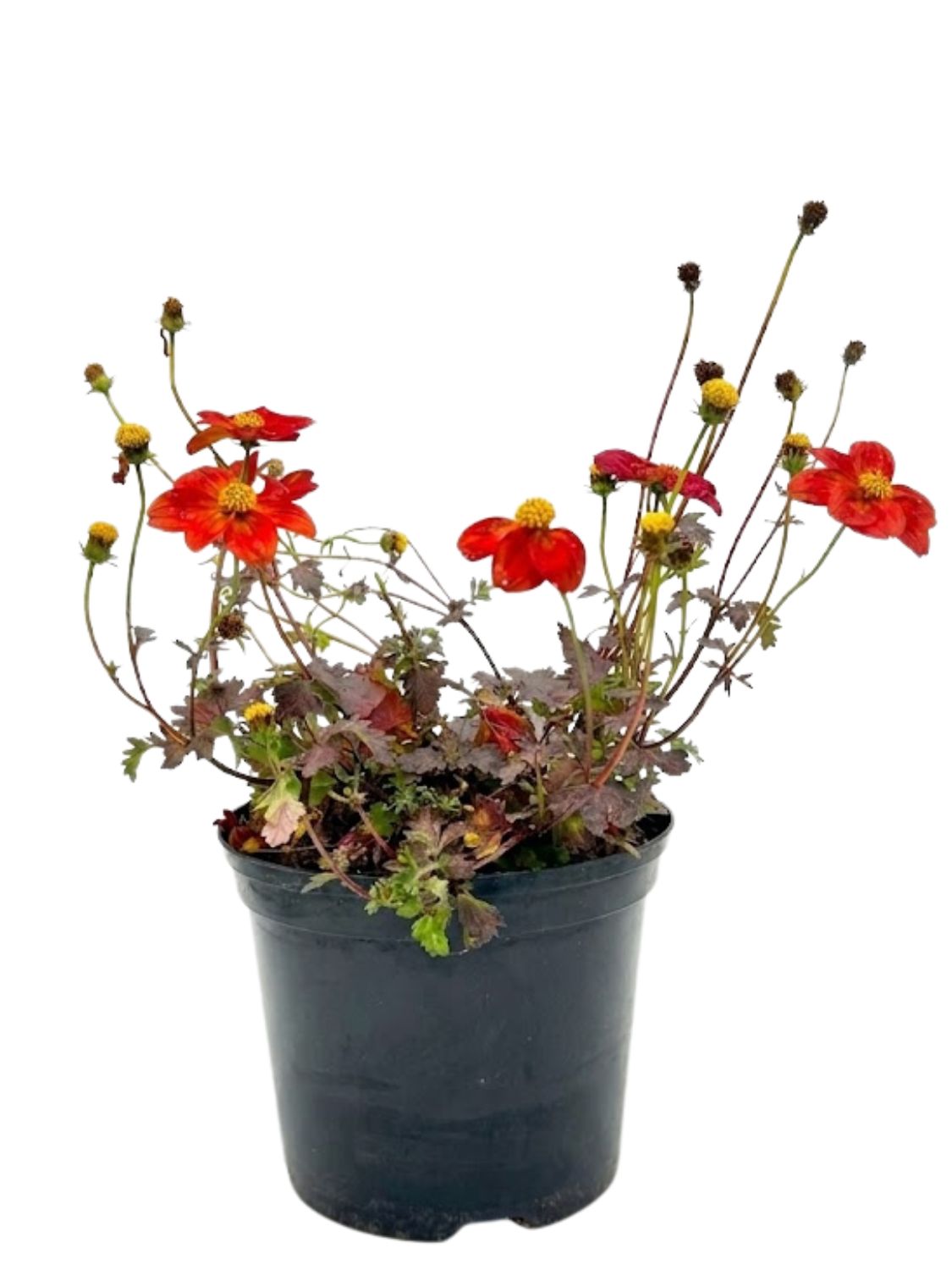 Bidens Ferulifolia "Red Bidens" 15cmPot