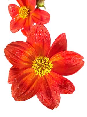Bidens Ferulifolia "Red Bidens" 15cmPot