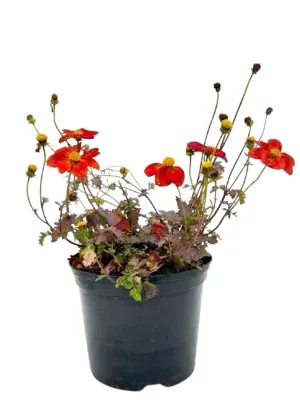 Bidens Ferulifolia "Red Bidens" 15cmPot