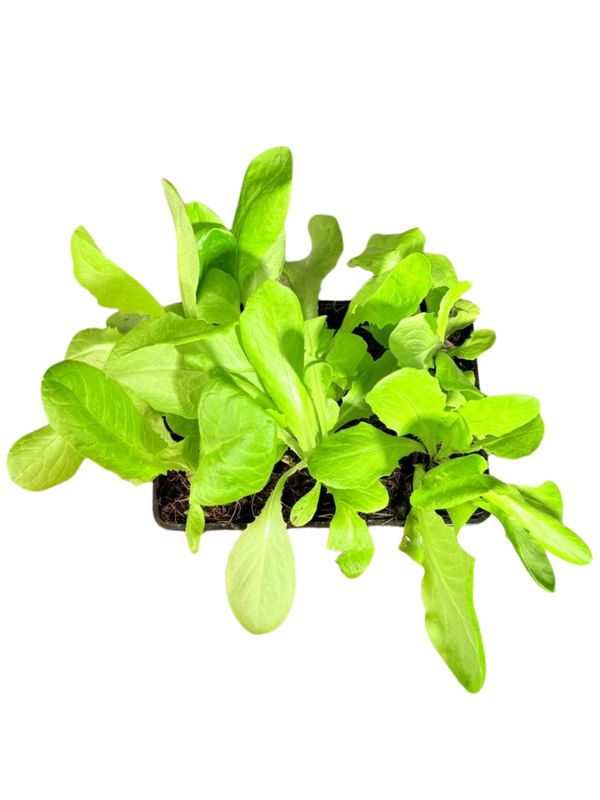 Lactuca Sativa "Lettuce Butterhead Attraction" 6Pack Seedlings