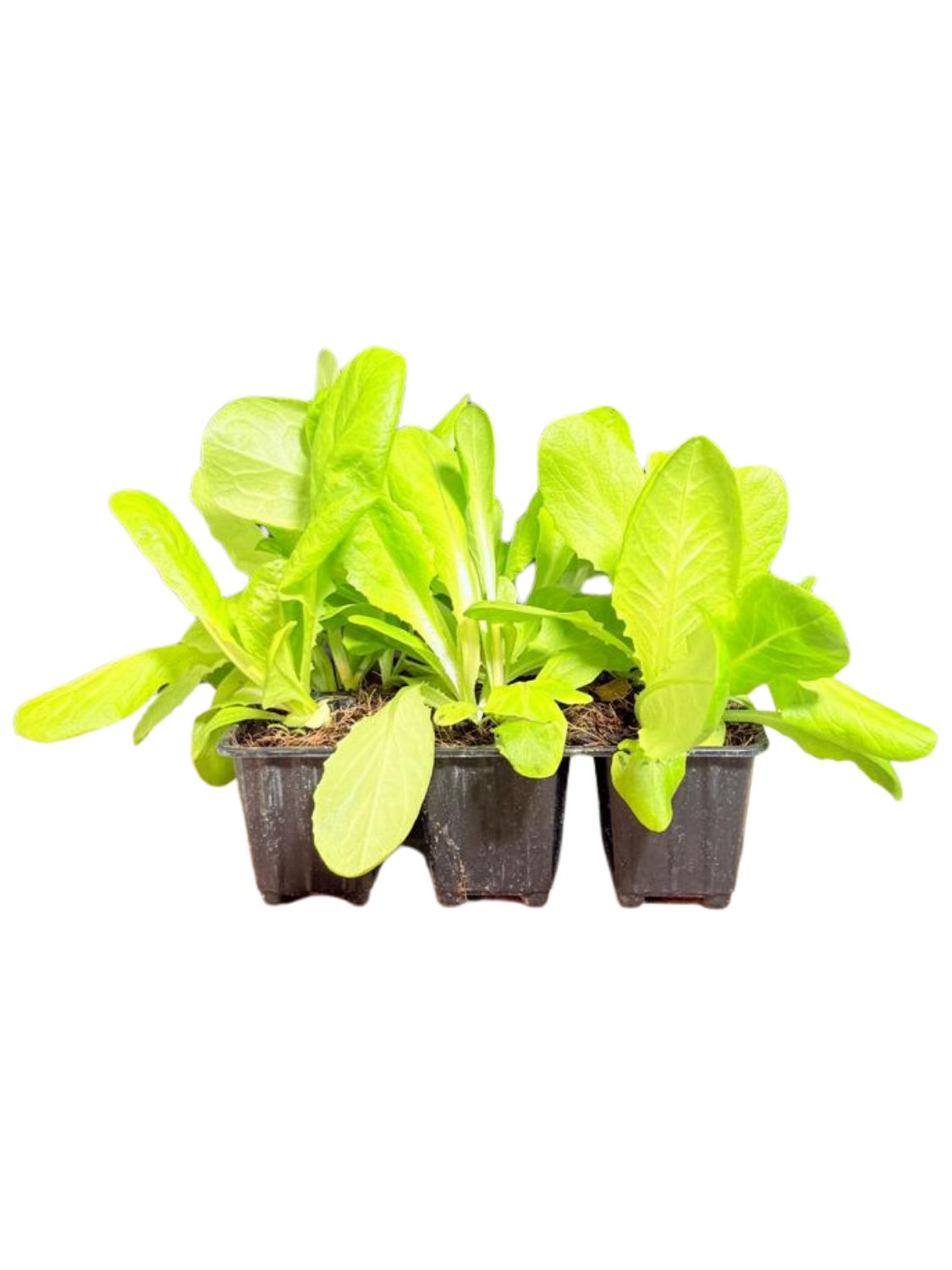 Lactuca Sativa "Lettuce Butterhead Attraction" 6Pack Seedlings