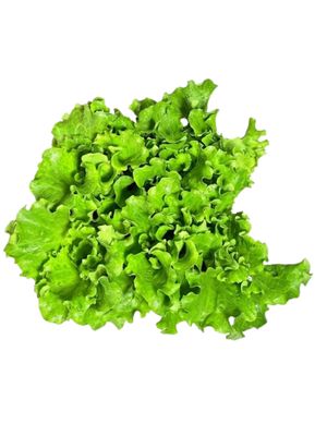 Lactuca Sativa "Lettuce Batavia Maritima" 6Pack Seedlings