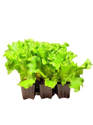 Lactuca Sativa "Lettuce Batavia Maritima" 6Pack Seedlings