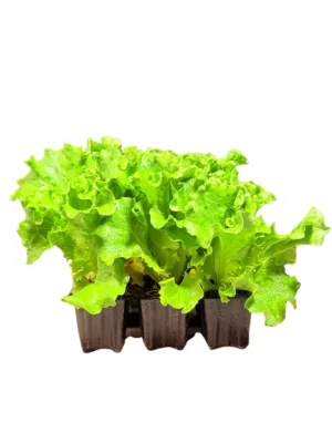 Lactuca Sativa "Lettuce Batavia Maritima" 6Pack Seedlings