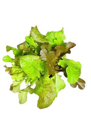 Lactuca Sativa "Lettuce Gourmet Salad Blend" 6Pack Seedlings