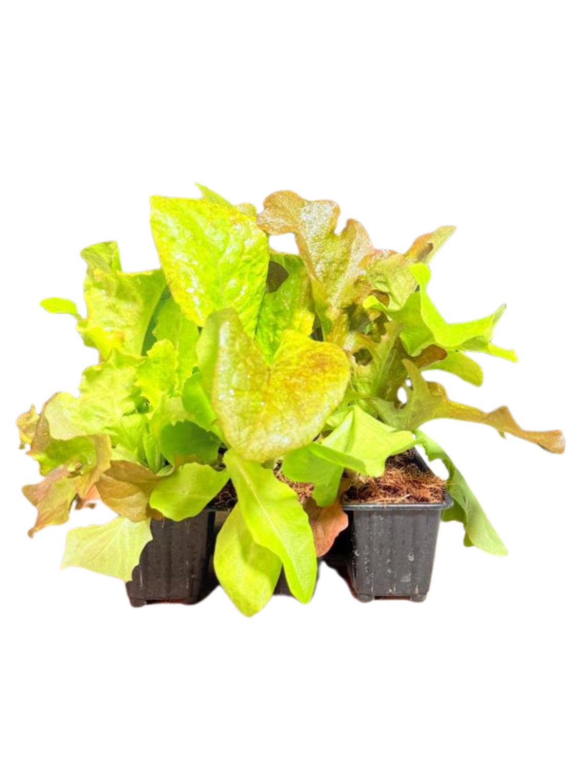 Lactuca Sativa "Lettuce Gourmet Salad Blend" 6Pack Seedlings