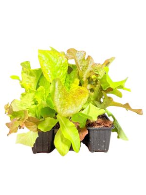 Lactuca Sativa "Lettuce Gourmet Salad Blend" 6Pack Seedlings