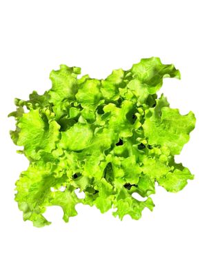 Lactuca Sativa "Lettuce Green Frilly" 6Pack Seedlings