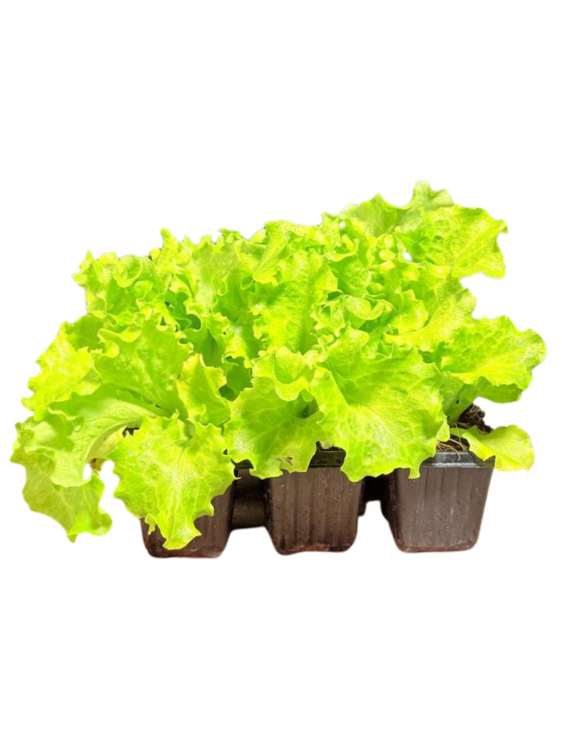 Lactuca Sativa "Lettuce Green Frilly" 6Pack Seedlings