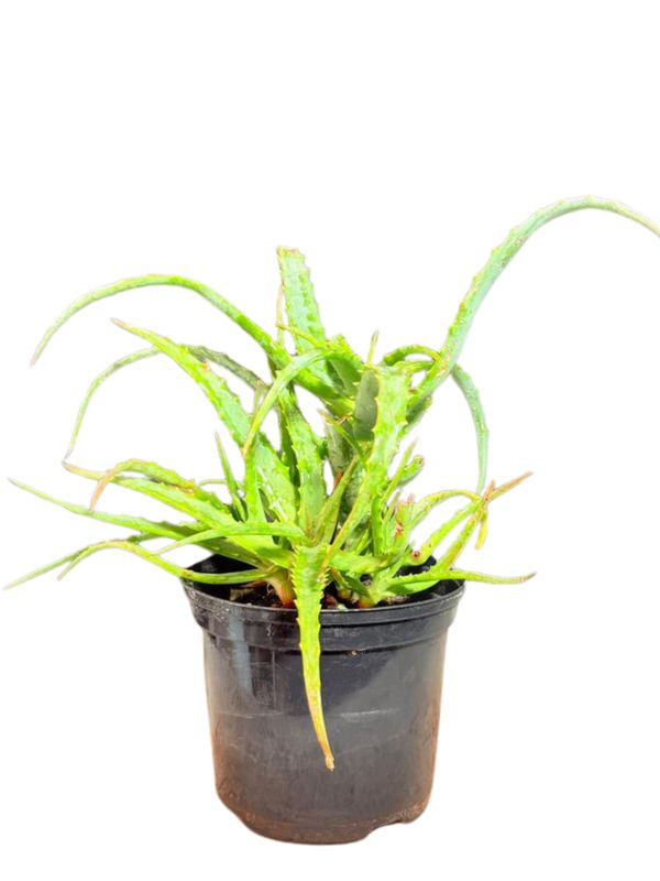 Aloe Arborescens "Candelabra Aloe Orange" 15cmPot
