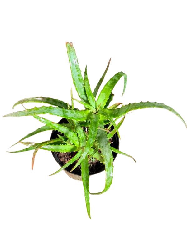 Aloe Arborescens "Candelabra Aloe Orange" 15cmPot