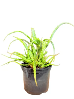 Aloe Arborescens "Candelabra Aloe Orange" 15cmPot
