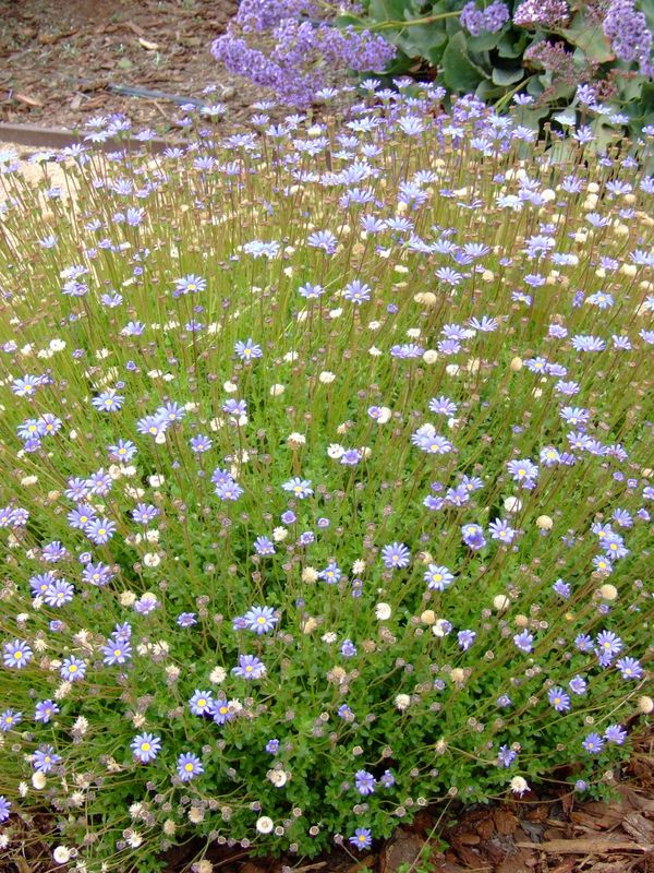 Felicia Pinwheel "Daisy Periwinkel Blue" 17cmPot