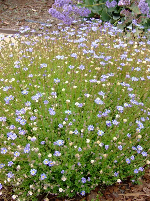 Felicia Pinwheel "Daisy Periwinkel Blue" 17cmPot