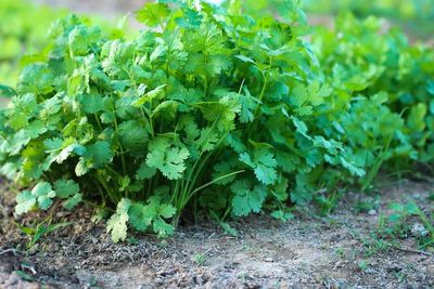 Coriandrum Sativum "Coriander"